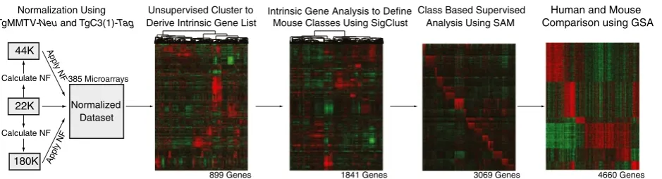 Figure 1 Flowchart of murine expression data analysis. Agilent microarrays from three different platforms were normalized and combinedtogether to create a single murine expression dataset