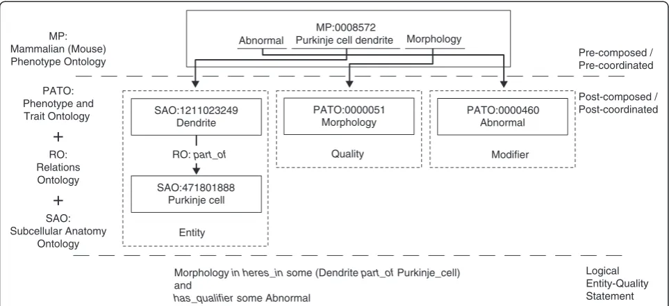 Figure 2 Overview of the three levels of phenotype representation: pre-composed, post-composed and logical entity/qualityhas_qualifierlocalization duality explicit, this entity can be modeled in a post-composed form by an entity/quality association defined