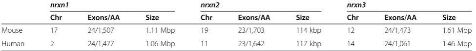 Table 1 Comparison of human and murine neurexin genes