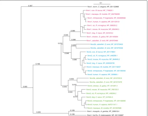 Figure 3 Phylogenetic tree of the neurexin protein family. Dendrogram showing the phylogenetic relationships between the vertebrate andinvertebrate neurexins