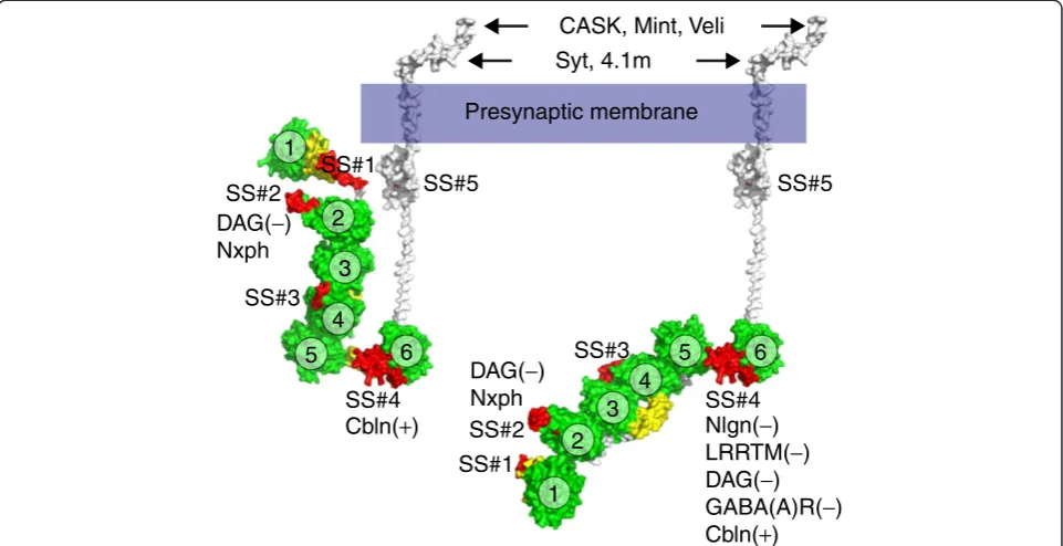 Figure 6 Structural models ofmodeled by sequence homology to other LNS domains because its electron density map was not resolved in the crystal structure [60].Intracellularly, cytosolic proteins such as synaptotagmin (Syt), protein 4.1 from brain (4.1 m), 