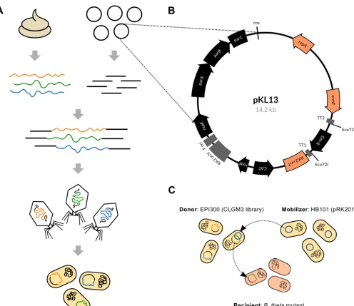 FIG 1 Overview of the functional metagenomics approach and development of aB. thetaiotaomicronallowing lambda phage packaging and transduction ofas frozen stocks for future screening