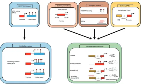 Fig. 1 Schematic analysis of the workﬂow. WES whole-exome sequencing, WGS whole-genome sequencing, SNV single-nucleotide variant, TSStranscription start site, CNV copy number variant, CRE cis-regulatory element
