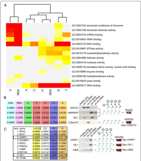 Figure 4 Validation of preferential affinity. (a) GO molecular function term significance in the various sets of proteins inferred to bindpreferentially one or several subtypes of nucleic acids