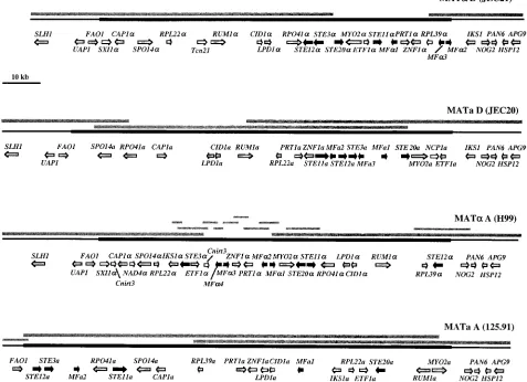 FIG. 1. Structures of the serotype D (MATmating-type alleles and adjacent genomic regions