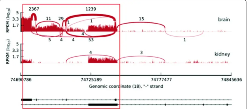 Figure 4 Example of a switch event: MBP (myelin basic protein, ENSG00000197971). Read coverage for the gene in brain and kidney.Further tissues, as well as transcript annotation information, can be visualised in Additional File 1 - Figure S12.