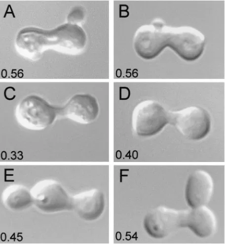 Figure 1 shows the morphogenetic responses of wild-type (WT)