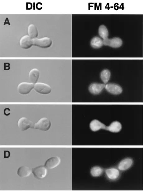 TABLE 2. Conjugation bridge morphogenesis inWT and ﬁg2� zygotes