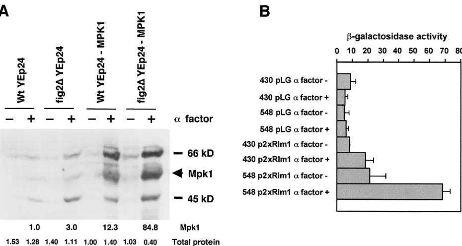 FIG. 4. Activation levels of the Rho1/Pkc1 cell integrity pathway are greater in ﬁg2detecting activation of Mpk1p following pheromone treatment in YSE430 (cells each carrying the plasmid YEp24-MPK1/SLT2