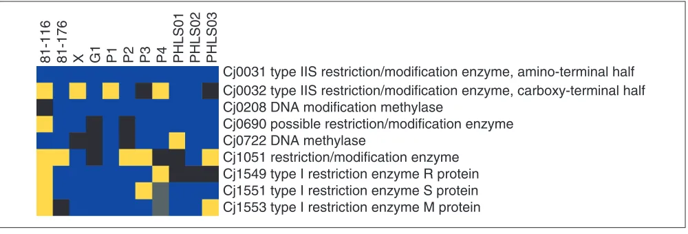 Figure 6GACK trinary analysis of restriction/modification loci of C. jejuni. Blue denotes present genes, black denotes slightly divergent genes, yellow denotes