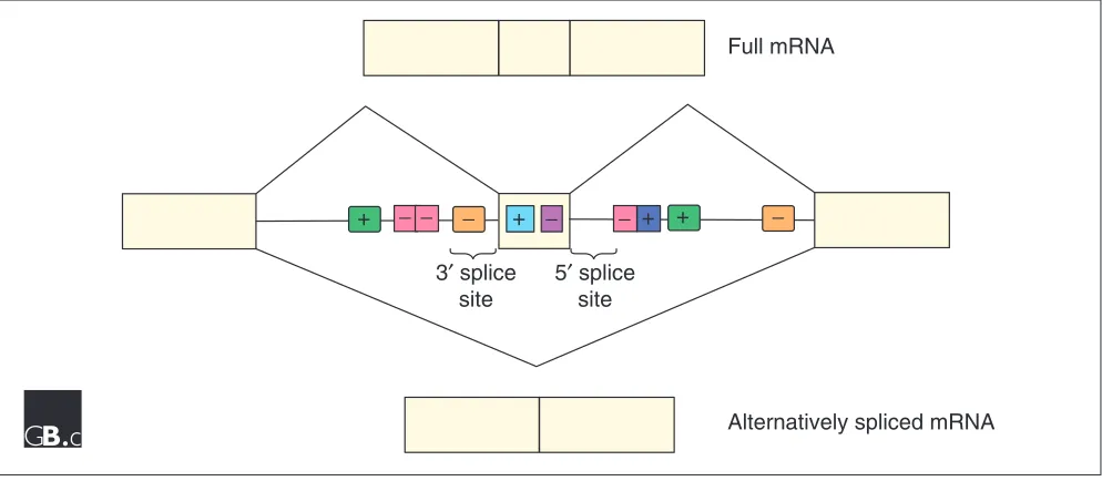 Figure 2Typical features of alternative exons. Alternative exons are on average less than half the size of constitutive exons and have weak 5� and/or 3� splice sites.