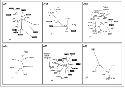Figure 5Nucleotide and lipid receptors (subgroups A11-A16). The scale bar indicates a maximum-likelihood branch length of 0.1 inferred substitutions per site.Orphan receptors are shaded