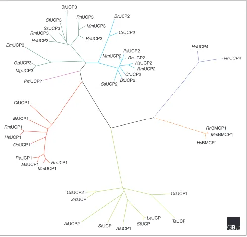 Figure 1An unrooted phylogenetic tree depicting the evolutionary relationships among the members of the UCP family