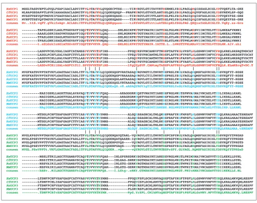 Figure 3 Sequence alignment of UCP1, UCP2 and UCP3 from human, dog, mouse and rat. Sequences are arranged to demonstrate the tripartite structure and