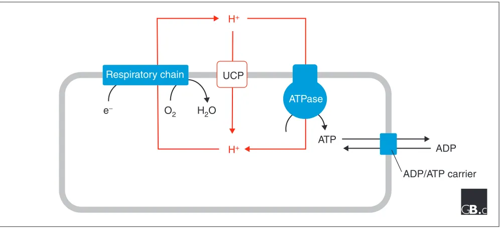 Figure 4Energy dissipation mediated by the uncoupling proteins. During respiration, protons are pumped by the respiratory chain complexes and a proton