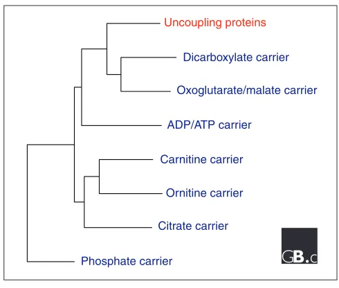 Figure 5A phylogenetic tree of representative members of the mitochondrialtransporter superfamily, which includes UCPs