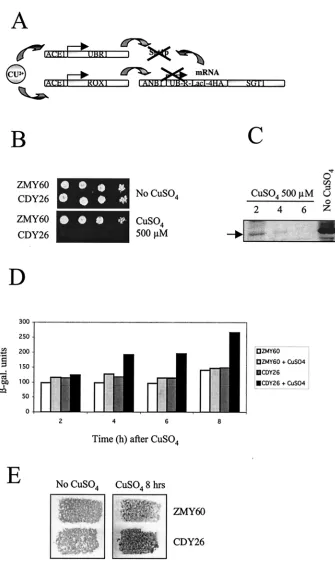 FIG. 6. Induced proteolysis of N-degron-Sgt1p leads to arrest of cell growth and activation of the expression of a STRE-LacZ reporterconstruction