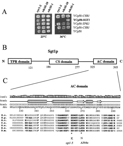 FIG. 1. Isolation of SGT1medium without uracil. Patches of cells were then replica plated and incubated at 23 and 36°C to test for the suppression of thermosensitive growth.Ycp50-cdc35-10the Sgt1p sequence
