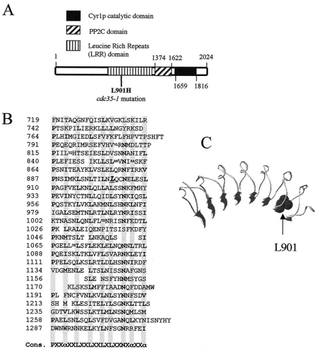 FIG. 2. The cdc35-1sequence showing the position of the L901H substitution within the LRR domain of the mutation affects a conserved leucine in the LRR domain of adenylyl cyclase