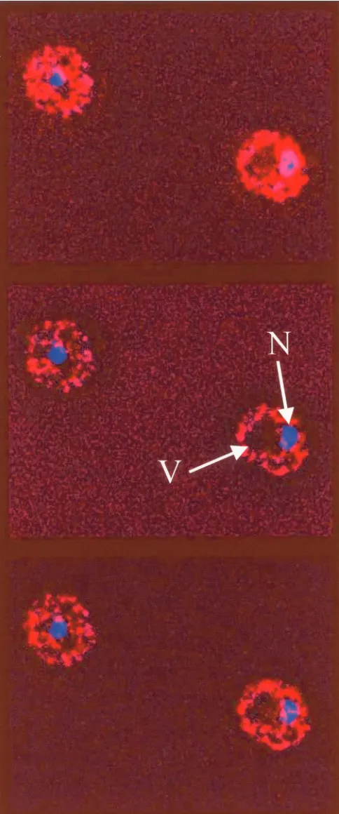 FIG. 4. Indirect immunoﬂuorescence analysis of strain CDY34done to visualize the intracellular localization of Sgt1-13myc with pu-
