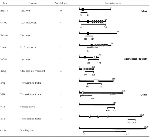 TABLE 3. Sgt1p-interacting protein fragments coded within the yeast genome and identiﬁed by a two-hybrid screena