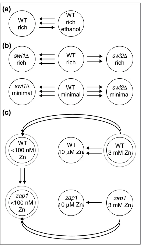 Figure 1Experimental designs for three studies analyzed using the BAGELand comparison of wild-type yeast and medium with three different concentrations of zinc [13], in a long,unbroken, replicated chain of comparisons