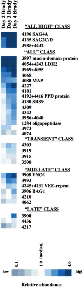 FIG. 5. Clustering of genes based on transcript abundance in bra-dyzoites. Genes within the “induced” classes shown in Fig