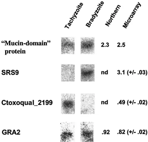 FIG. 2. Northern blot analysis of developmentally regulated genesidentiﬁed by microarray experiments