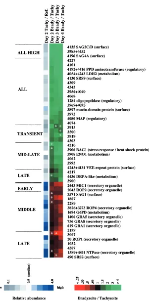 FIG. 3. Distinct classes of developmentally regulated genes and tachyzoite transcript abundance levels