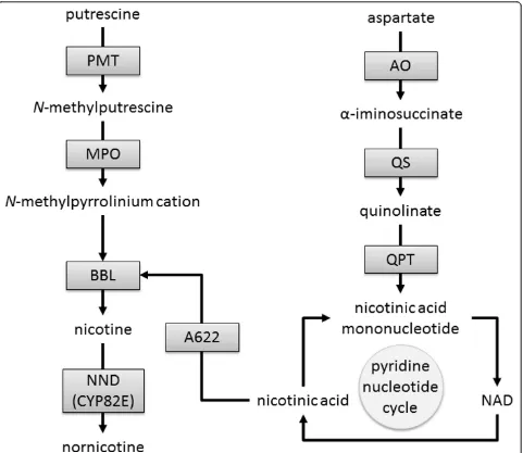 Figure 6 Key genes involved in the synthesis of nicotine and nornicotine alkaloids in Nicotiana leaves