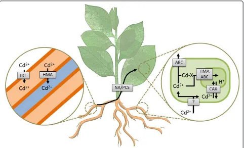 Figure 5 Diagrammatic representation of heavy-metal transport and accumulation in Nicotiana leaves
