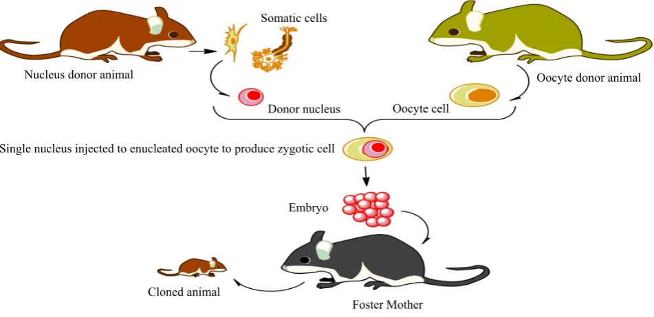 Figure 1. The schematic method used to create a cloned animal. A nucleus is taken from a somatic cell (nucleus donor animal) and injected into enucleated Oocyte (Oocyte donor animal)