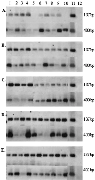 FIG. 1. Representative oral swab samples taken from one group ofpups and their dam at time points ranging from 1 to 2 h to 1 week after