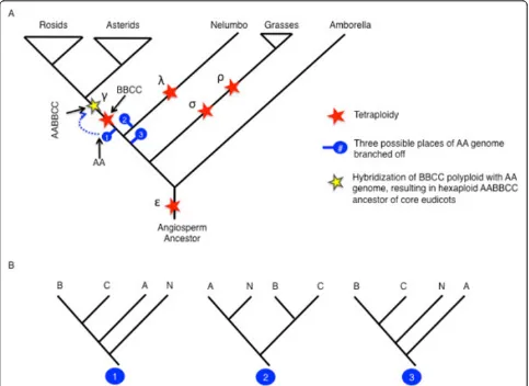 Figure 3 Polyploidy events in the history of angiosperm evolution. (A) Summary of polyploidy events in the history of angiospermevolution, with a focus on the possible phylogenetic origins of the three subgenomes comprising the gamma paleohexaploidy event 