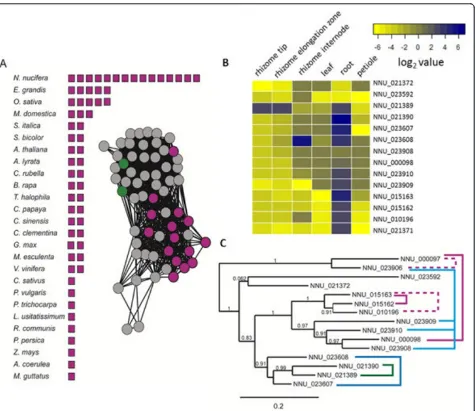 Figure 4 Lotus-specific expansion in LPR1/LPR2 proteinstree of LPR1/LPR2-like lotus proteins