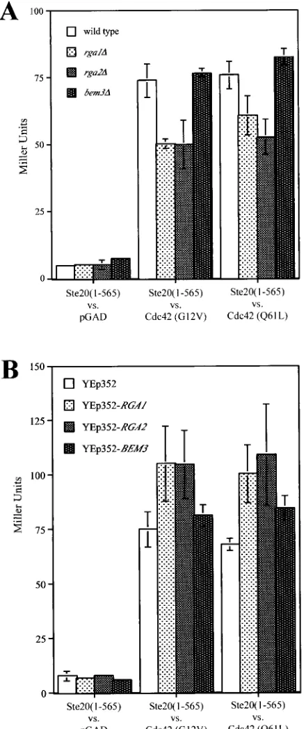 FIG. 6. Effects of deletion or overexpression of Cdc42 GAPs ontwo-hybrid interaction between Ste20 and activated versions of Cdc42.