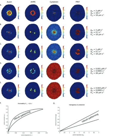 Fig. 5. Output from the Minimal Framework model with cytokinin production limited to the proto- and metaxylem cells, for a range of parameter values
