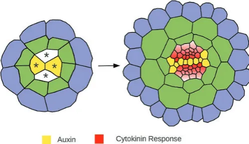 Fig. 1. Schematic diagram showing cross-sections taken through an embryo (left) and mature root (right) showing how four provascular initial cells (labeled with asterisks) give rise to a fully patterned vascular cylinder