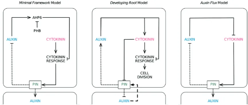 Fig. 2. Schematic diagrams showing the network configurations of the three vascular patterning models