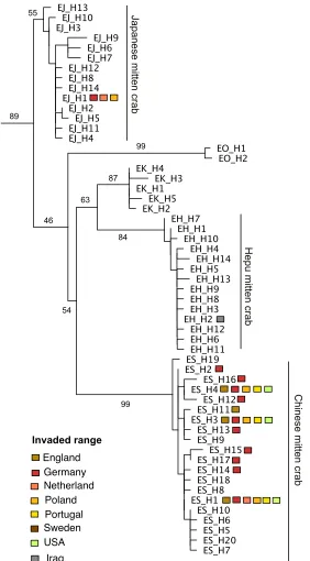 Figure 2. Maximum likelihood tree of mitten crab COI haplotypes. Haplotypes found in the invaded range are color-coded based on the country of collection