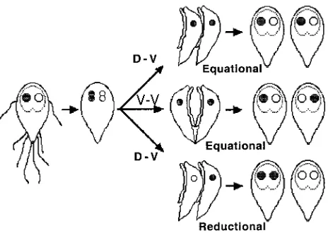 FIG. 1. Three possible modes of cytokinesis and the resulting dis-tribution of the nuclei are shown