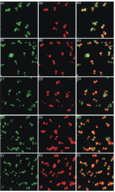 FIG. 3. Single-color FISH with chromosome-speciﬁc probes. In each case, the YoYo-1 stain (green) indicates the positions of the nuclei (panels1), and Cy3 labeling (red) of the same ﬁeld of trophozoites identiﬁes the location of probe hybridization (panels 