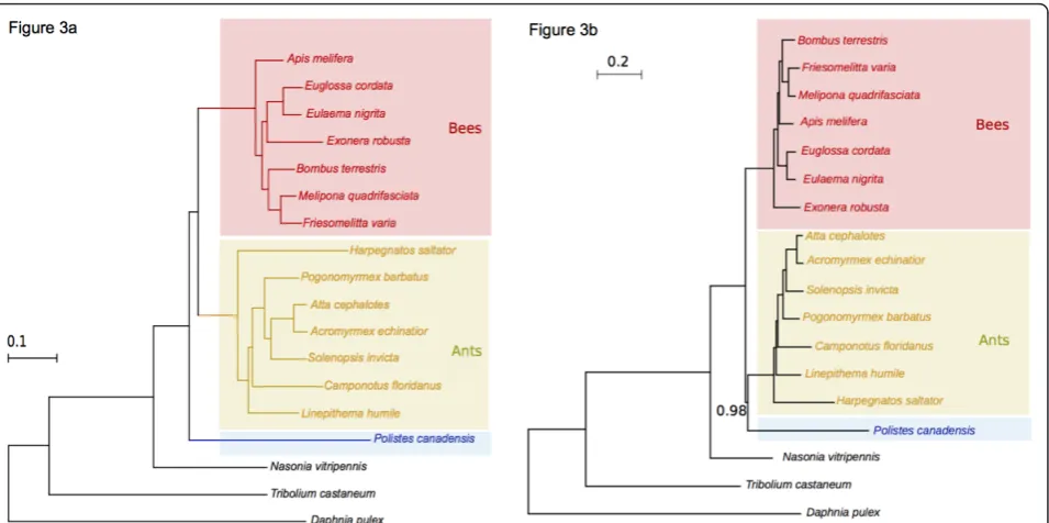Figure 3 Phylogenetic relationships across hymenopterans with sequenced genomes or transcriptomessister group to the ants, supporting the classical scenario