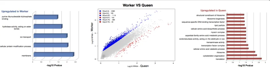 Table 3 Isotig and isogroup differential expression in the comparison of only queen and worker castes