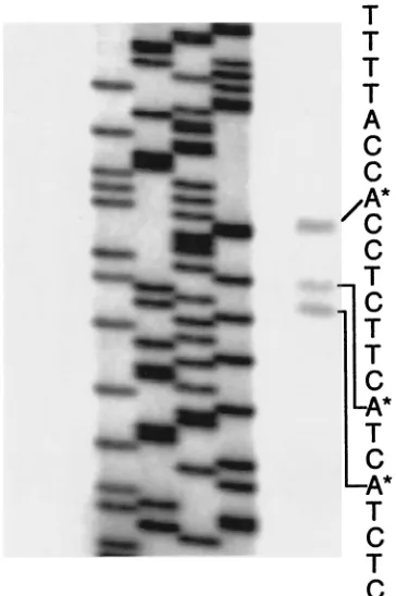 FIG. 4. Plasmid for forced expression of MS8plasmid was cut withtelomeric repeats), and cells were transformed with the linear vector.A,was fused to the strong constitutive in yeast