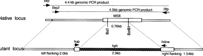 FIG. 5. Forced expression of MS8mold. The image on the right shows RNA from six independent transformants (S1 to S6)