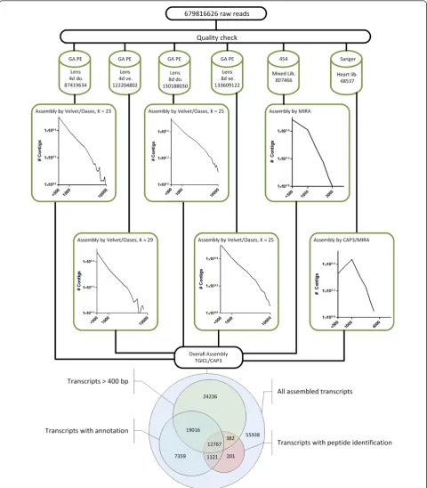 Figure 1 Workflow of the de novo assembly and resulting annotation steps. (a) Raw reads were filtered and assembled for each sequencepool
