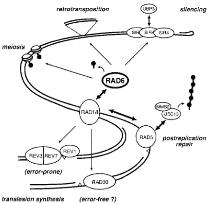 FIG. 1. Actions of RAD6 on yeast chromatin. DNA-associatedprocesses and the factors involved are represented schematically.