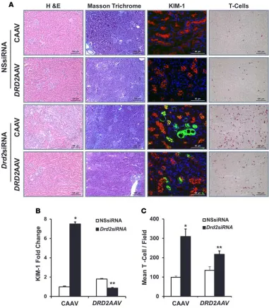 Figure 6. Rescue of DRD2 expression minimizes the renal injury induced by Drd2Quantification of ( silencing