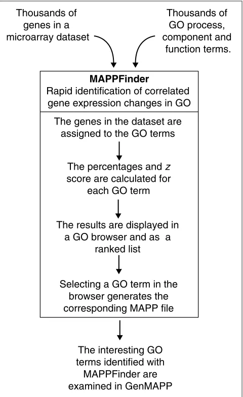 Figure 1How MAPPFinder works. Microarray data is imported into MAPPFinderas a GenMAPP gene-expression dataset